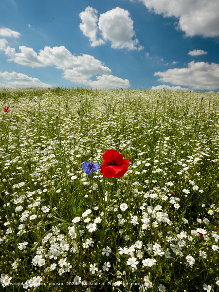 Poppy Meadow in Cotswolds Picture Board by Simon Johnson