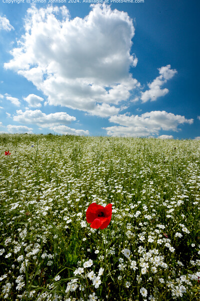 Poppy Wildflower Landscape in Cotswolds Picture Board by Simon Johnson