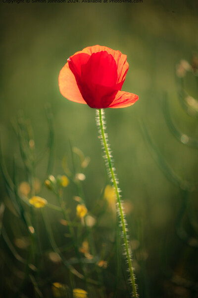 Sunlit Poppys Cotswolds Landscape Picture Board by Simon Johnson