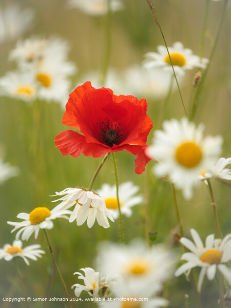 Sunlit Wind-Blown Poppy in daisies Cotswolds Gloucestershire  Picture Board by Simon Johnson