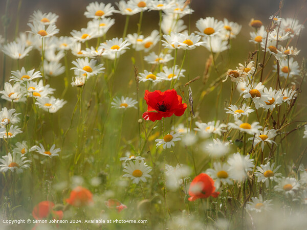 Sunlit Poppy and Daisies in the Cotswolds Picture Board by Simon Johnson