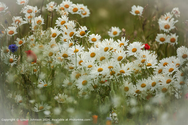 Sunlit  Daisies in the Cotswolds Picture Board by Simon Johnson
