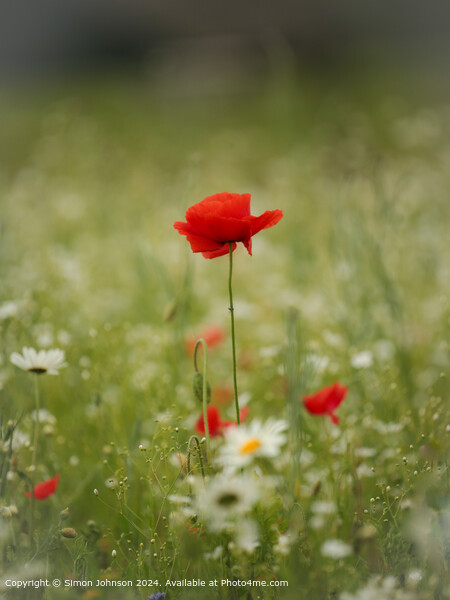 Sunlit Poppy Flower Cotswolds Picture Board by Simon Johnson
