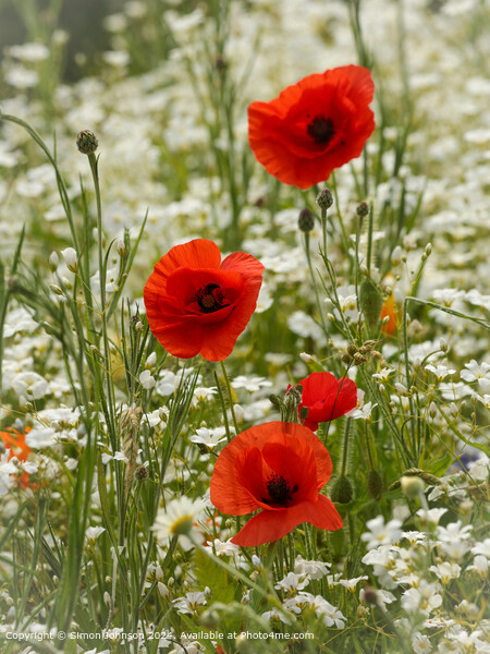 Sunlit Poppy Flowers in Cotswolds Picture Board by Simon Johnson