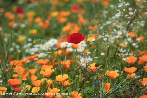 Vibrant Poppy Flower in Cotswolds Picture Board by Simon Johnson