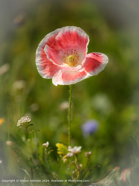 Pink Poppy Landscape in Cotswolds Picture Board by Simon Johnson