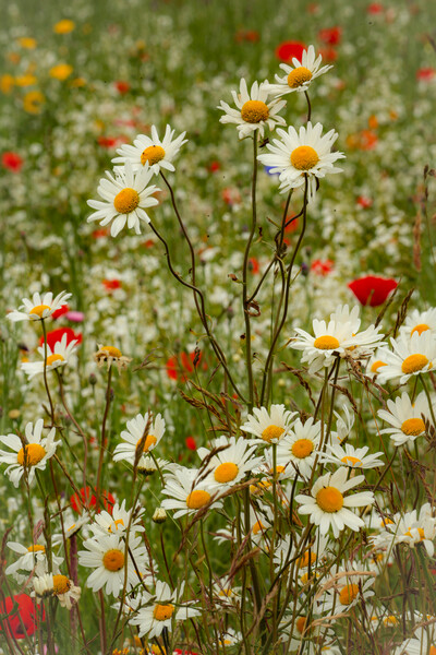 Daisies and Meadow Flowers Cotswolds: Vibrant, Natural, Beauty Picture Board by Simon Johnson
