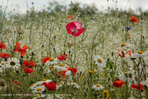 Pink Poppy Meadow, Cotswolds Picture Board by Simon Johnson