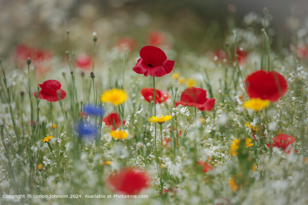 Vibrant Wildflower Meadow, Cotswolds, UK Picture Board by Simon Johnson