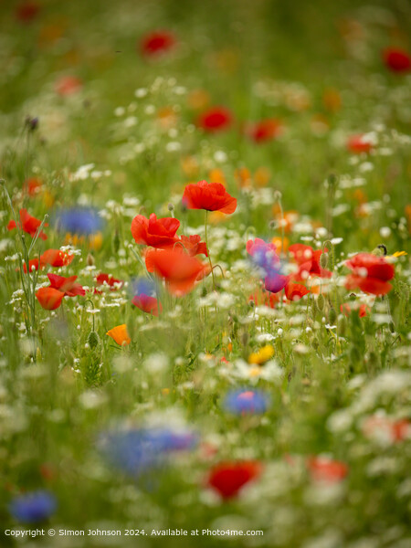 Vibrant Poppy Meadow in Cotswolds Picture Board by Simon Johnson