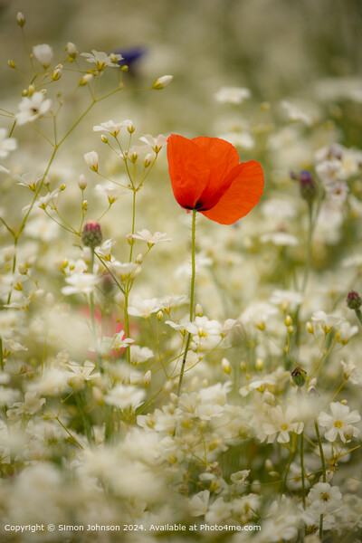 Poppy Meadow Cotsowlds: Colourful Nature Picture Board by Simon Johnson