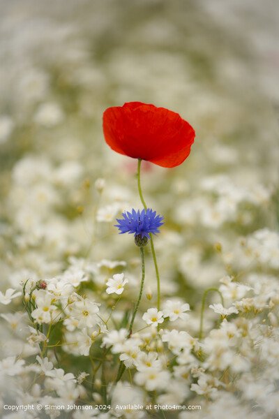 Poppy and corn flower  Cotswolds, Gloucestershire Picture Board by Simon Johnson