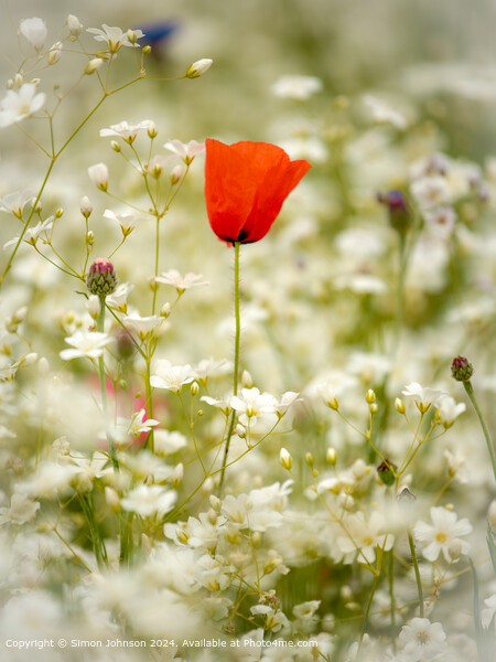 Poppy Meadow Landscape in Cotswolds Picture Board by Simon Johnson