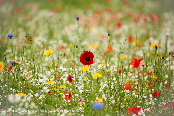 Cotswolds Poppy Meadow Landscape Picture Board by Simon Johnson