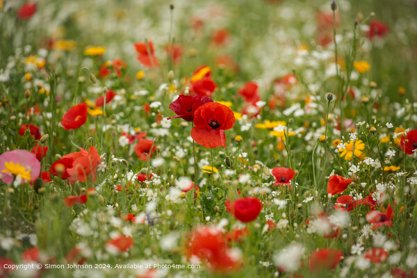 Vibrant Poppy Meadow Cotswolds Picture Board by Simon Johnson