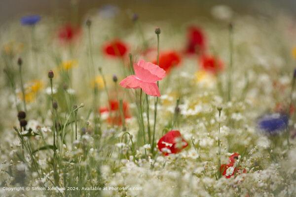 Poppy Meadow Flowers Cotswolds Picture Board by Simon Johnson