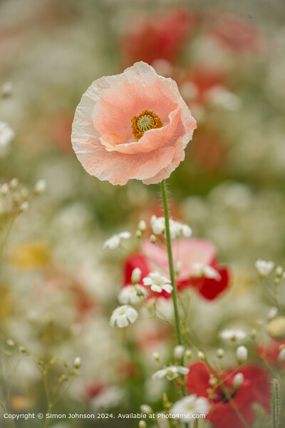 Poppy Meadow Flowers Cotswolds Picture Board by Simon Johnson
