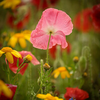 pink Poppy