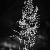 Sunlit Grass and Fern Monochrome Landscape