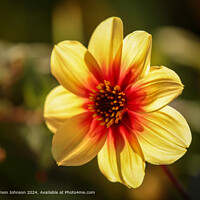 Sunlit Dalia Flower, Cotswolds, UK