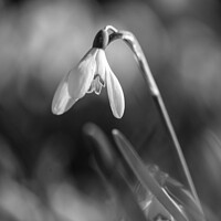 Snowdrop Flowers Cotswolds: Monochrome Beauty