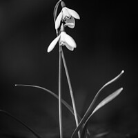 Snowdrop flowers
