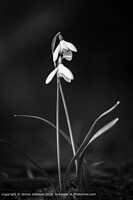 Click to show how this picture will look as a piece of wall art