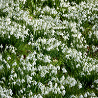 Snowdrop Flowers Cotswolds Landscape
