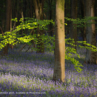 Sunlit Tree, Bluebells, Cotswolds Landscape