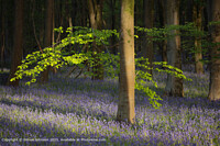 Click to show how this picture will look as a piece of wall art