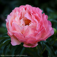 Pink Peony Flower, Broadway Worcestershire UK