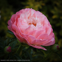 Pink Peony Flower Broadway