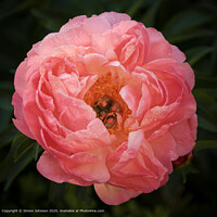 Pink Peony with Raindrops, Cotswolds UK