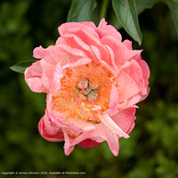 Pink Peony Bloom Cotswolds