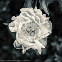 Pink Peony Cotswolds Nature
