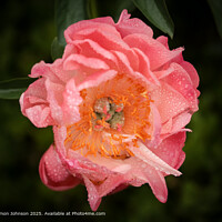 Pink Peony Close Up Cotswolds