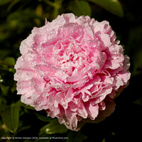Pink Peony Flower, Broadway Worcestershire UK