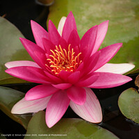 Cotswolds Water Lily Nature