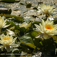 Cotswolds Water Lilies Landscape
