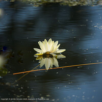 White Water Lily Pond in Cotswolds