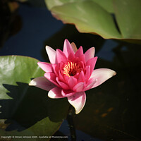 water Lilly soft focus
