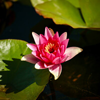 Pink Water Lilly, Cotswolds, Gloucestershire