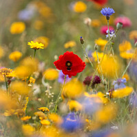 Poppy Meadow Flowers Cotswolds