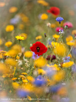 Click to show how this picture will look as a piece of wall art