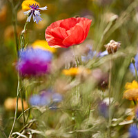 Poppy Meadow Flowers, Cotswolds Nautical