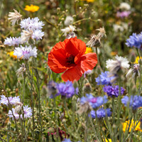 Poppy Meadow Flowers Cotswolds
