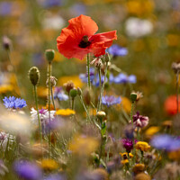 Wind-Blown Poppy in Cotswolds