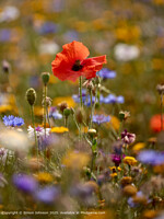 Click to show how this picture will look as a piece of wall art