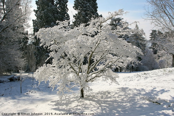 Tree blanketed in snow Picture Board by Simon Johnson