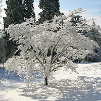 Buy canvas prints of Tree blanketed in snow by Simon Johnson